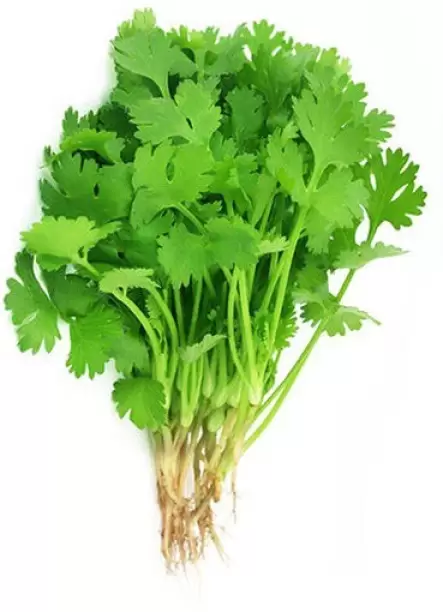 Coriander Leaf (கொத்தமல்லி)